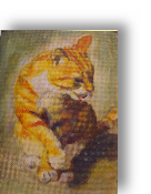 Portrait of a Marmalade Tom cat