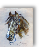 Portrait of a horses head